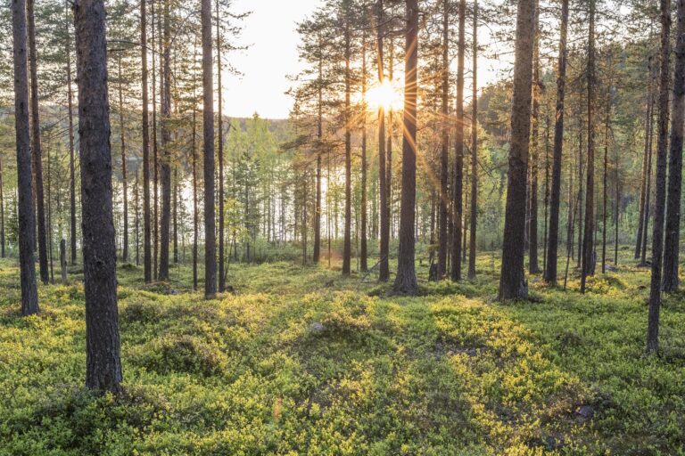 Forest Hiking In The Swedish forest